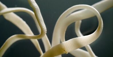 lame parasiit inimkehast